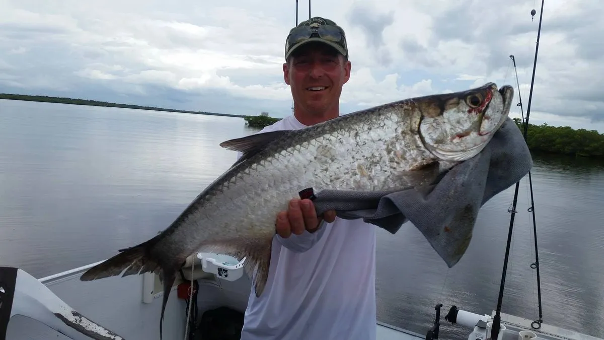 Snook caught in the mangroves