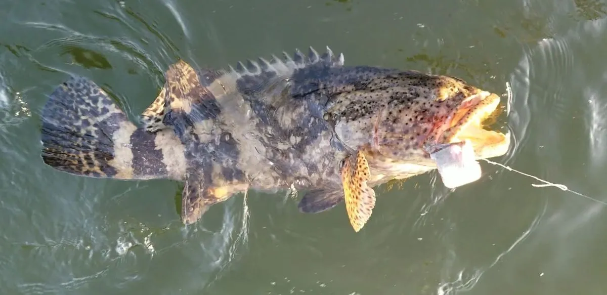 Fort Myers fishing charter catch