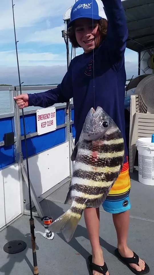 Sheepshead catch on a Naples fishing trip