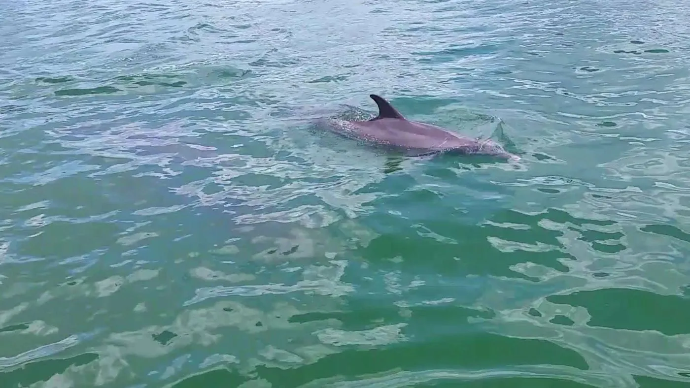 Dolphin close-up from a recent cruise