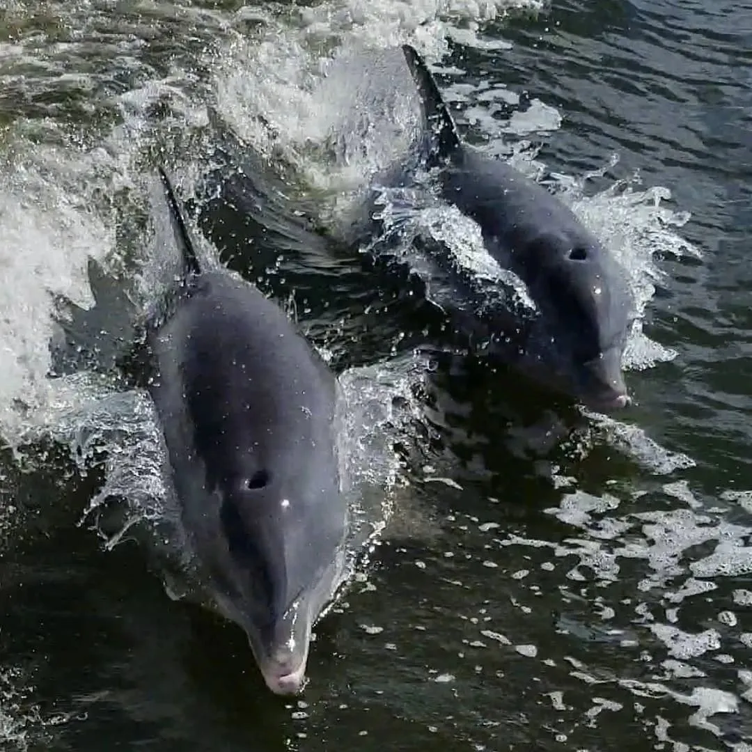 Dolphins swimming beside the boat on a sightseeing cruise