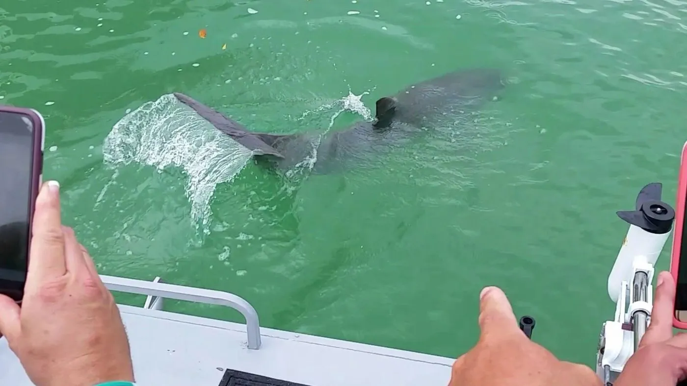Pair of dolphins surfacing near the boat