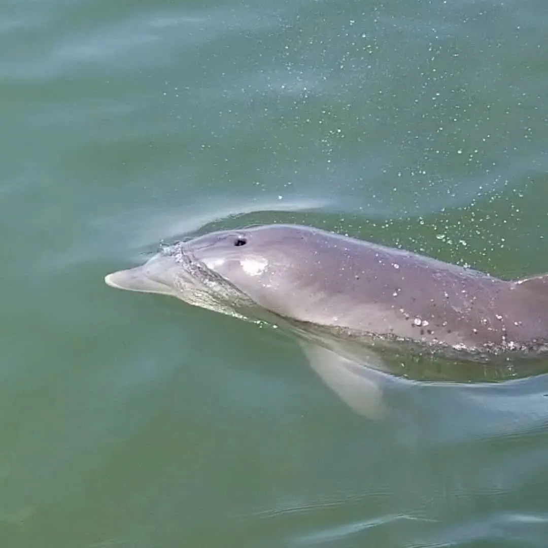 Dolphins playing in the wake